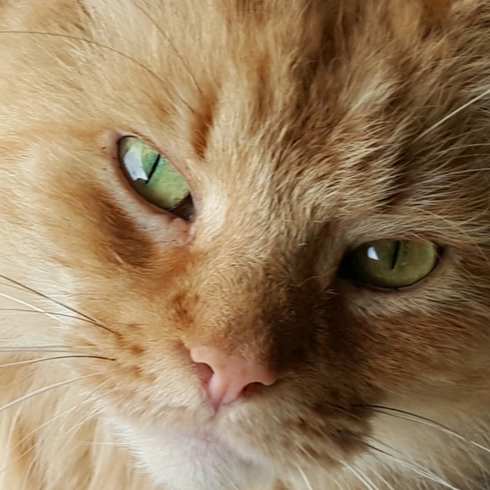 All Cat closet! All things cats! 😺 like to save🐾